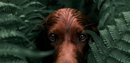 Adobe Lightroom Premium 10.3.1 Mod APK